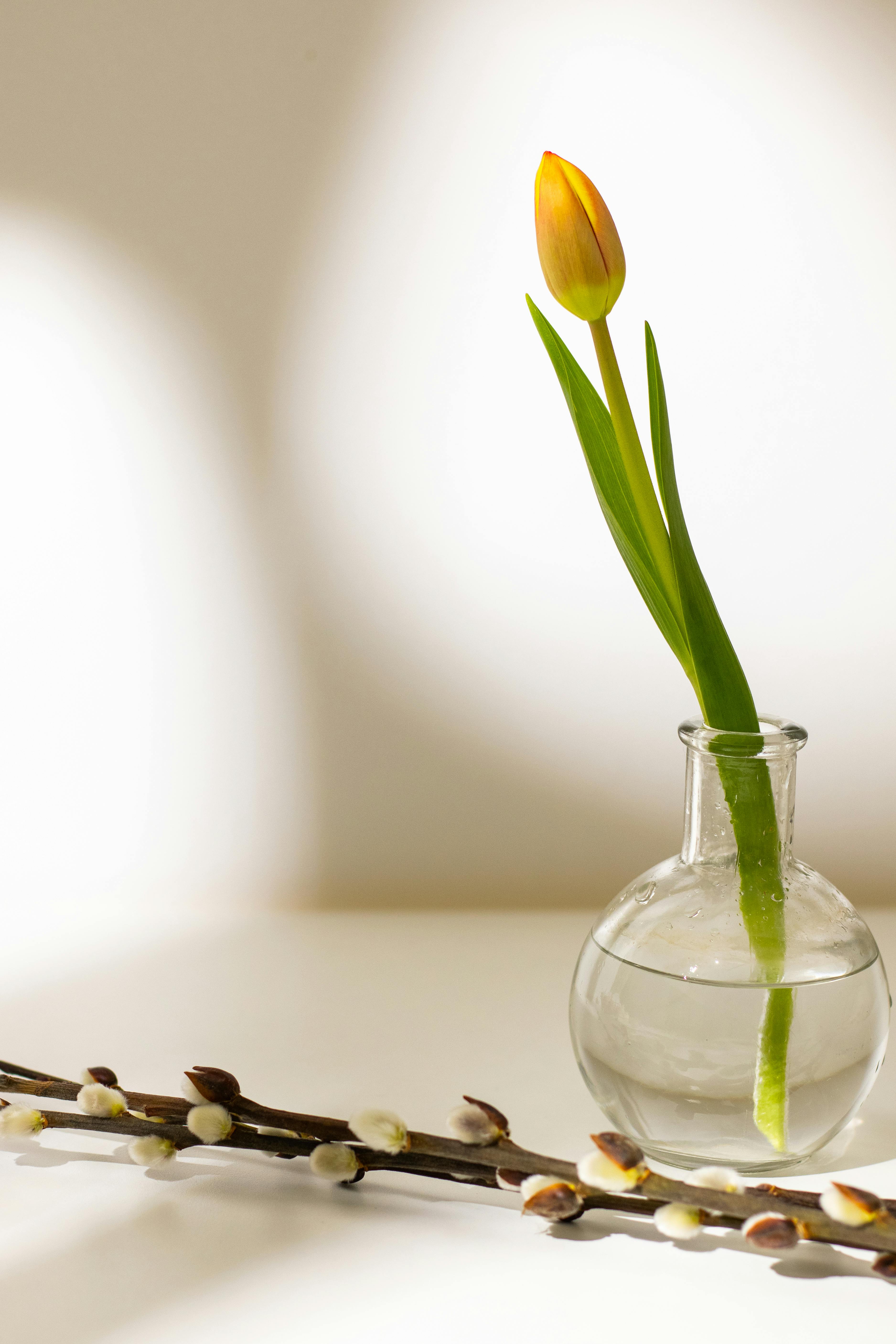 Orange tulip in round glass vase with pussy willow branches