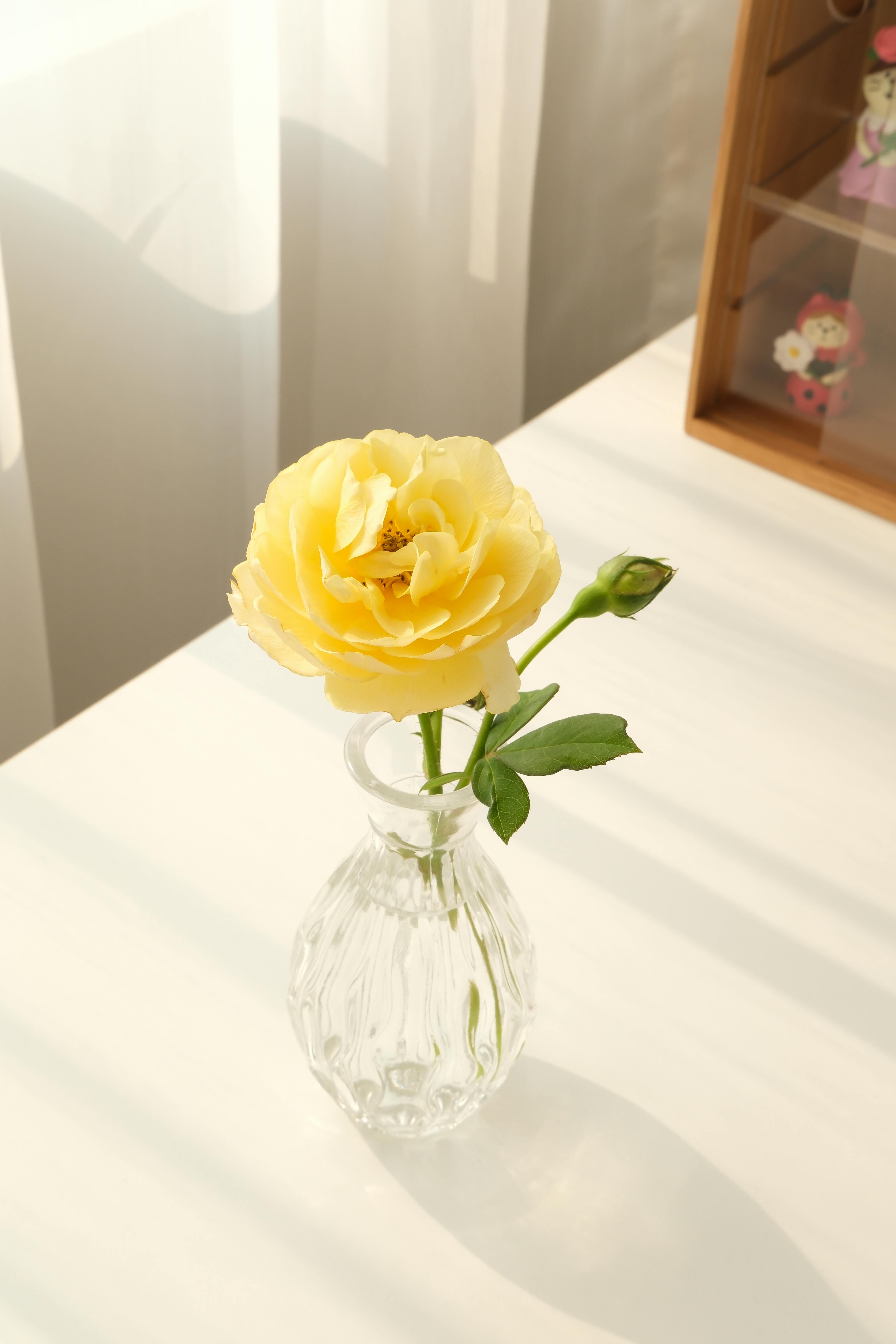 Yellow rose in glass bud vase with sunlight