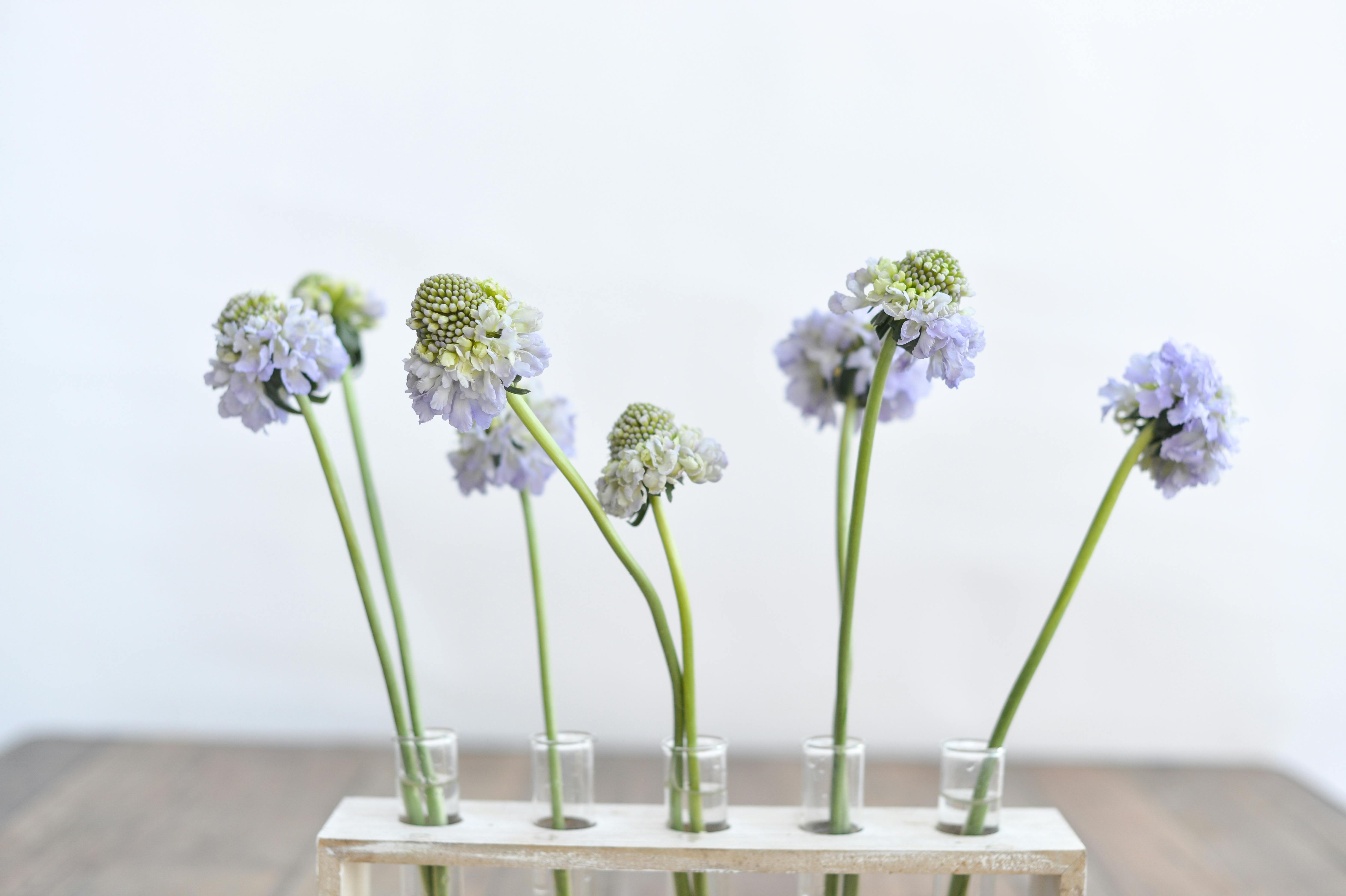 Lavender scabiosa in test tube bud vases