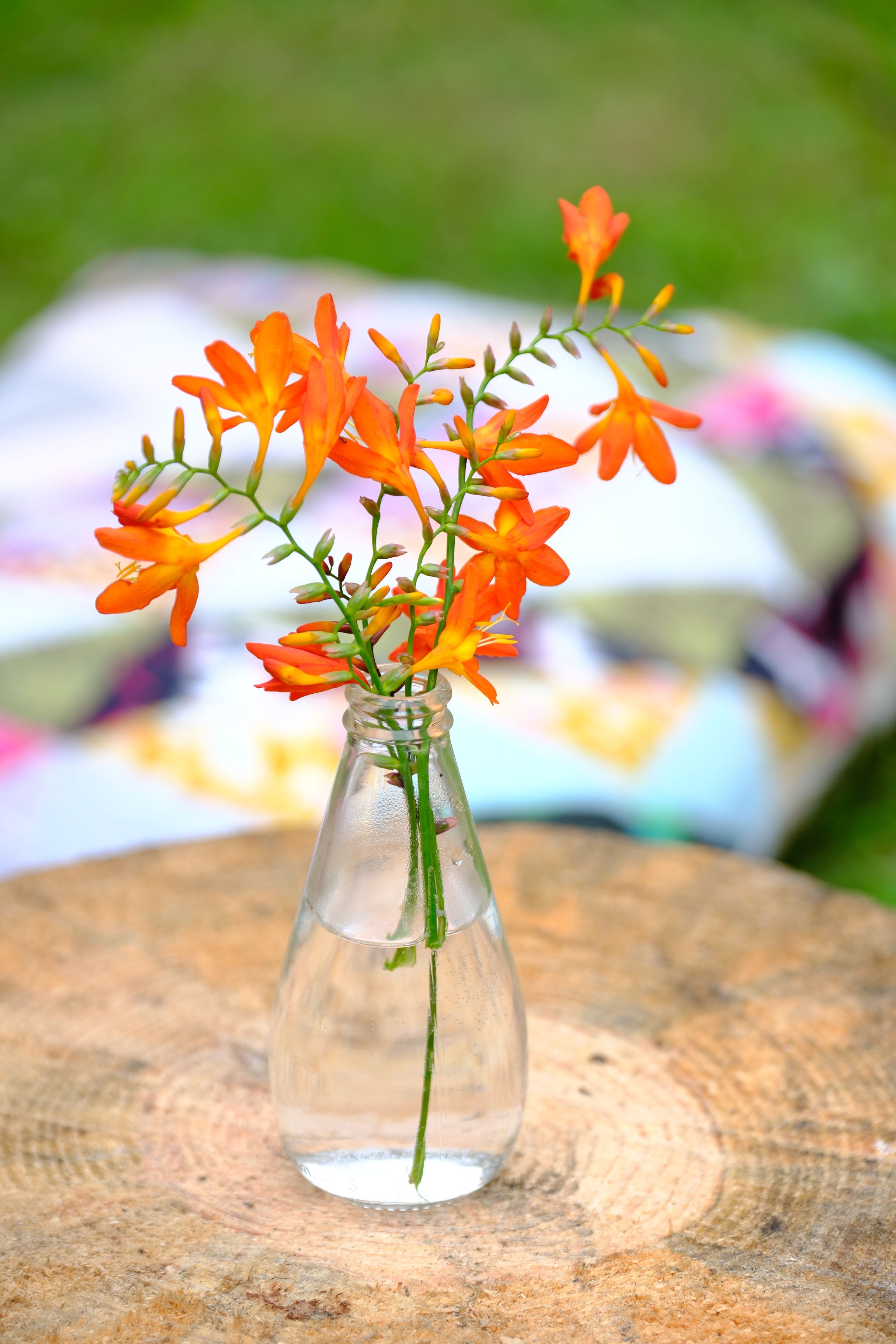 Orange crocosmia in glass bud vase on wood stump